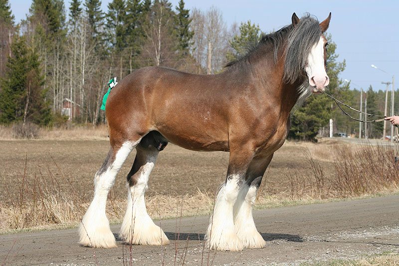 Clydesdale Horse For Sale